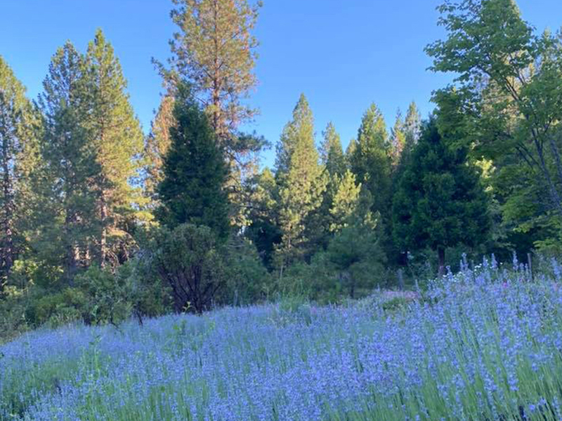 lavender field on Cohasset Ridge, California